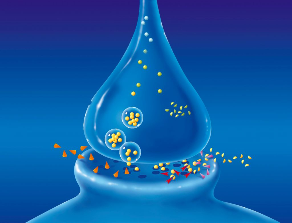 Lääketieteellinen kuvitus dopaminergisestä synapsista, jossa hermosolujen väliseen synapsirakoon vapautuu dopamiinia. Kuvassa esitetään myös Parkinsonin taudin hoidossa käytettävien dopamiiniagonistien sekä COMT- ja MAO-B-estäjien vaikutus dopamiinitasoihin hermoston viestinnässä.