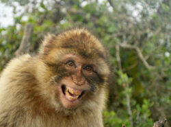 Berberiapina nauraa Gibraltarilla.