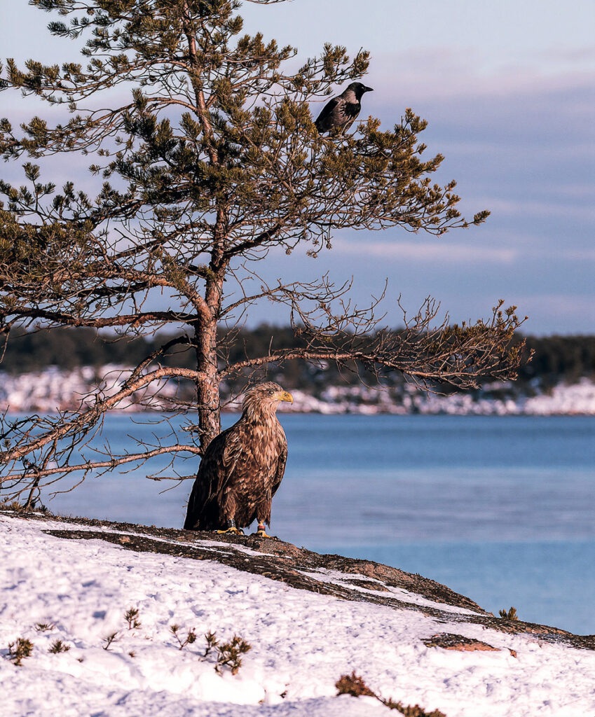 Merikotka seisoo lumisella rannalla. Vieressä puu missä istuu varis. 