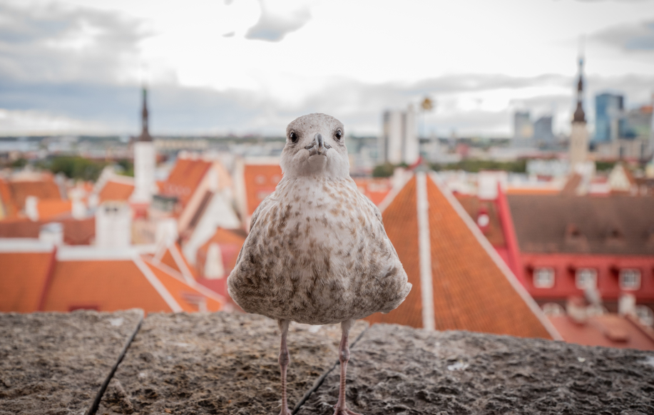 Kameraan katsova lokki lähikuvattuna vanhan kaupungin ylitse katsovalla näköalatasanteella Toompealla Tallinnassa.